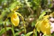 yellow lady slippers in the Great Smoky Mountains National Park by NPS photographer